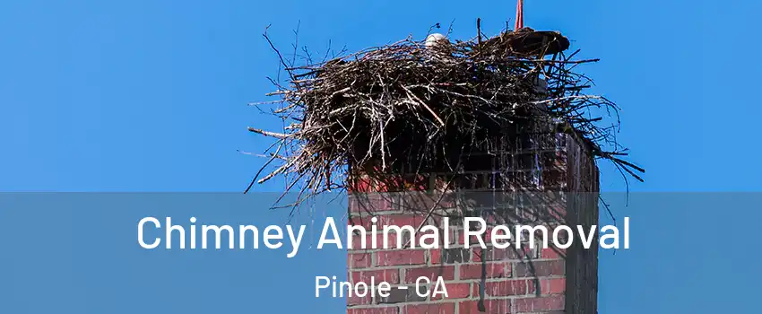 Chimney Animal Removal Pinole - CA