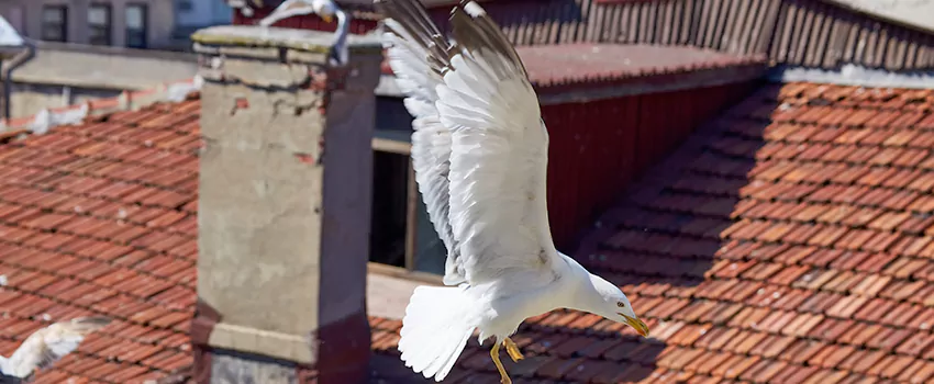 Residential Chimney Animal Removal Solution in Pinole, CA